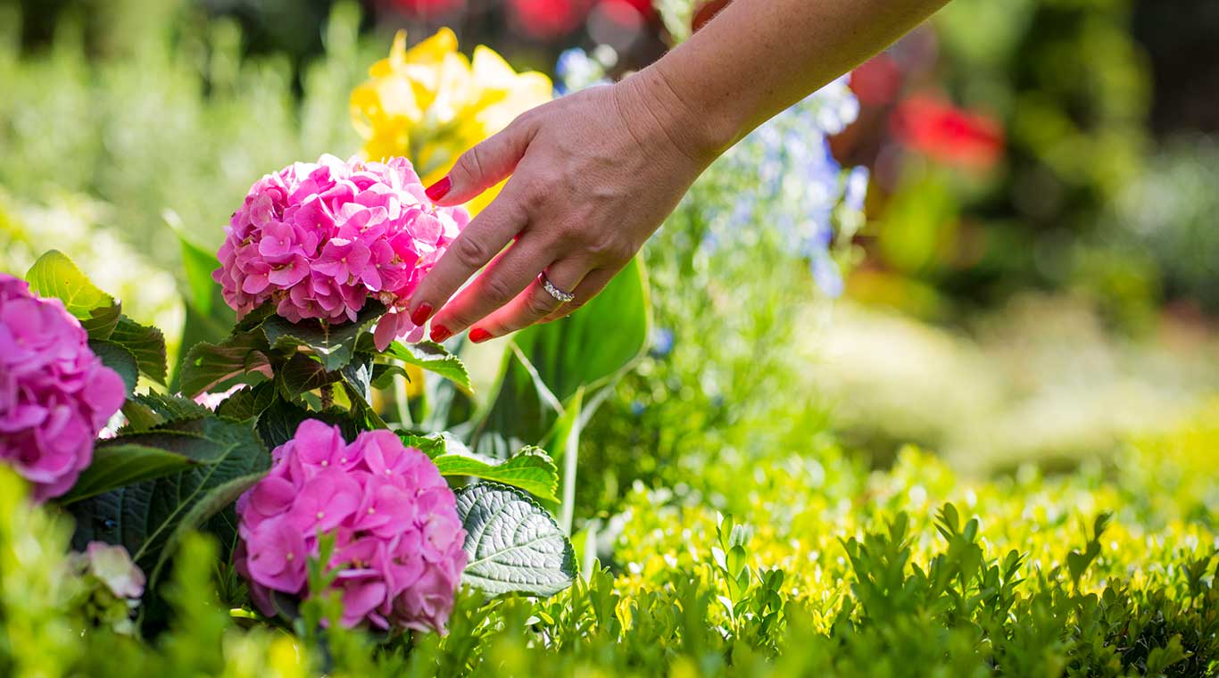 Picture of flowers that complement wooden garden bench.