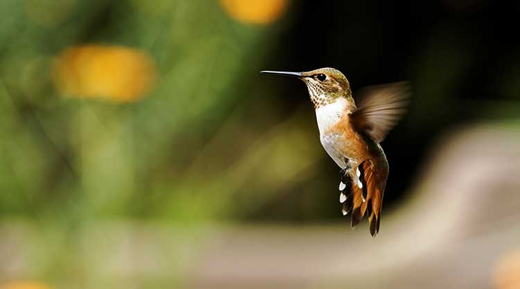 Photo for Hummingbird Feeder