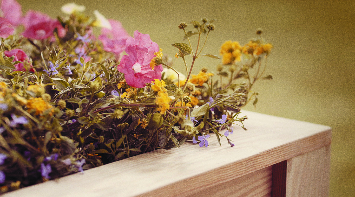 Image of flowers to plant in DIY planter box. 