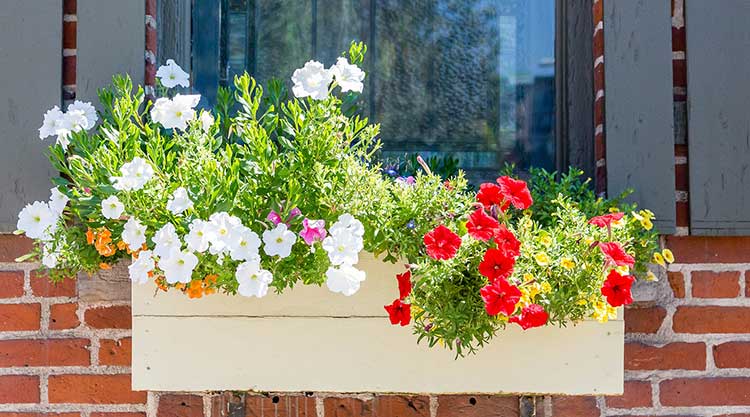 Photo for Window Planter Box